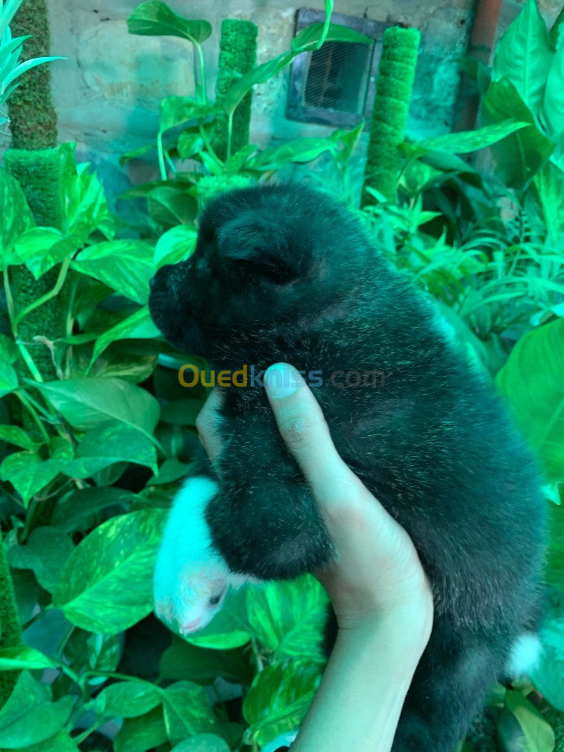 Chiot Akita black 