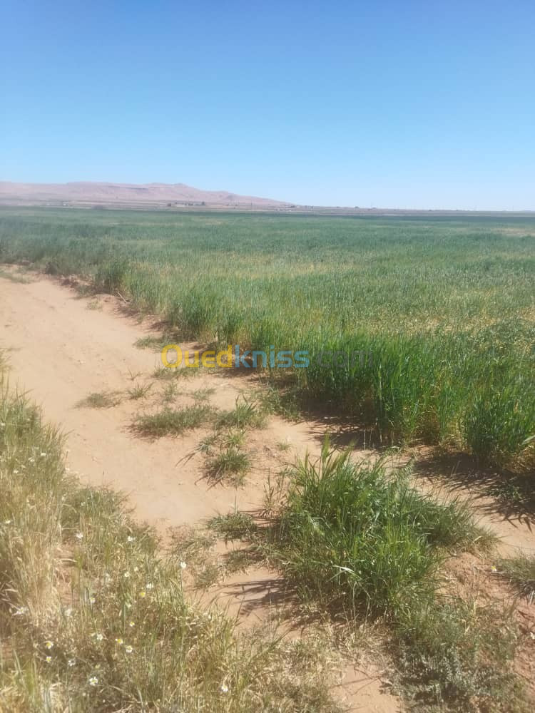 Vente Terrain Agricole Djelfa Benhar