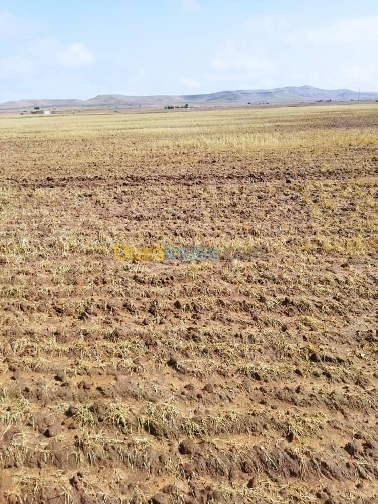 Vente Terrain Agricole Djelfa Benhar