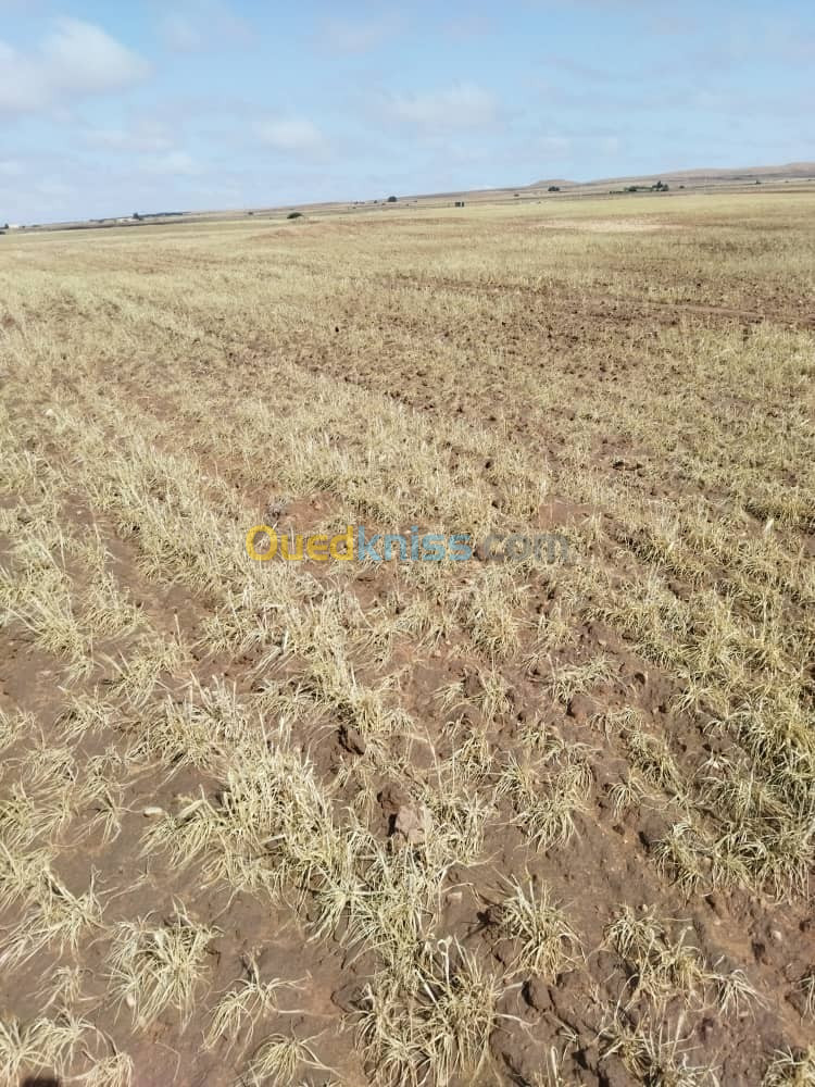 Vente Terrain Agricole Djelfa Benhar