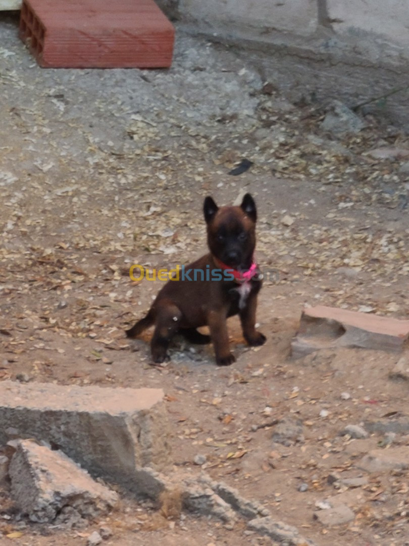 Chiots malinois 