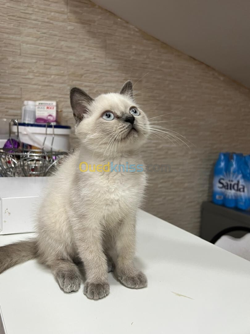 Mâle british shorthair gris