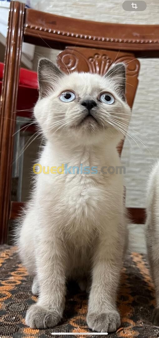 Mâle british shorthair gris