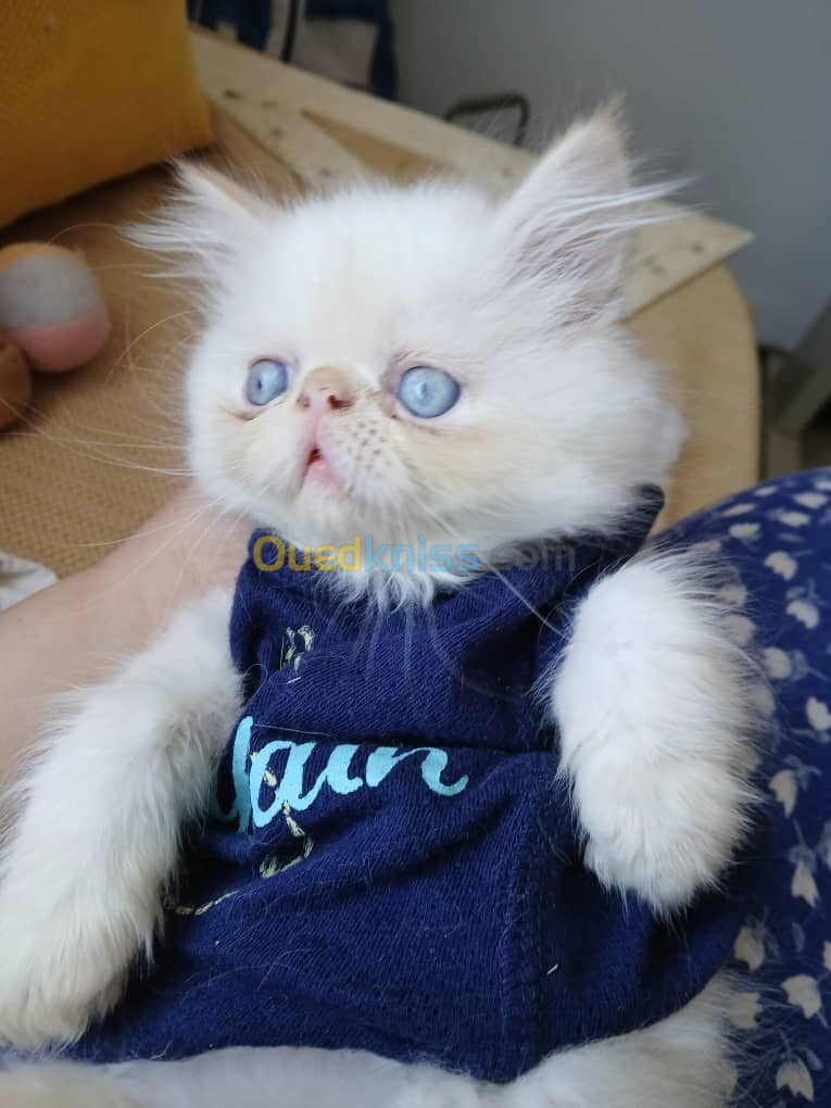 Chat persan himalaya pure race mal et femmelle 