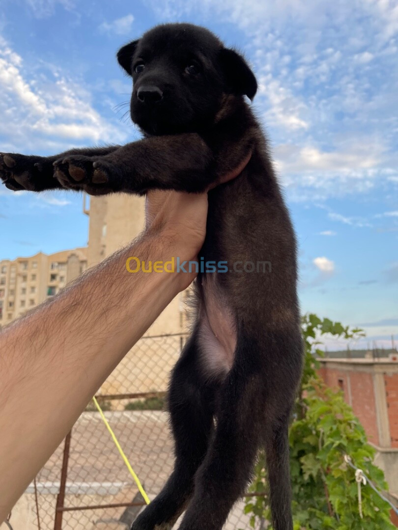 Chiot malinois 