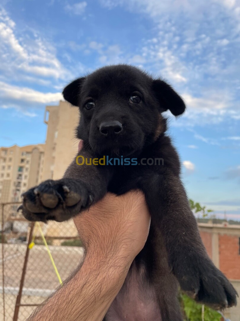 Chiot malinois 