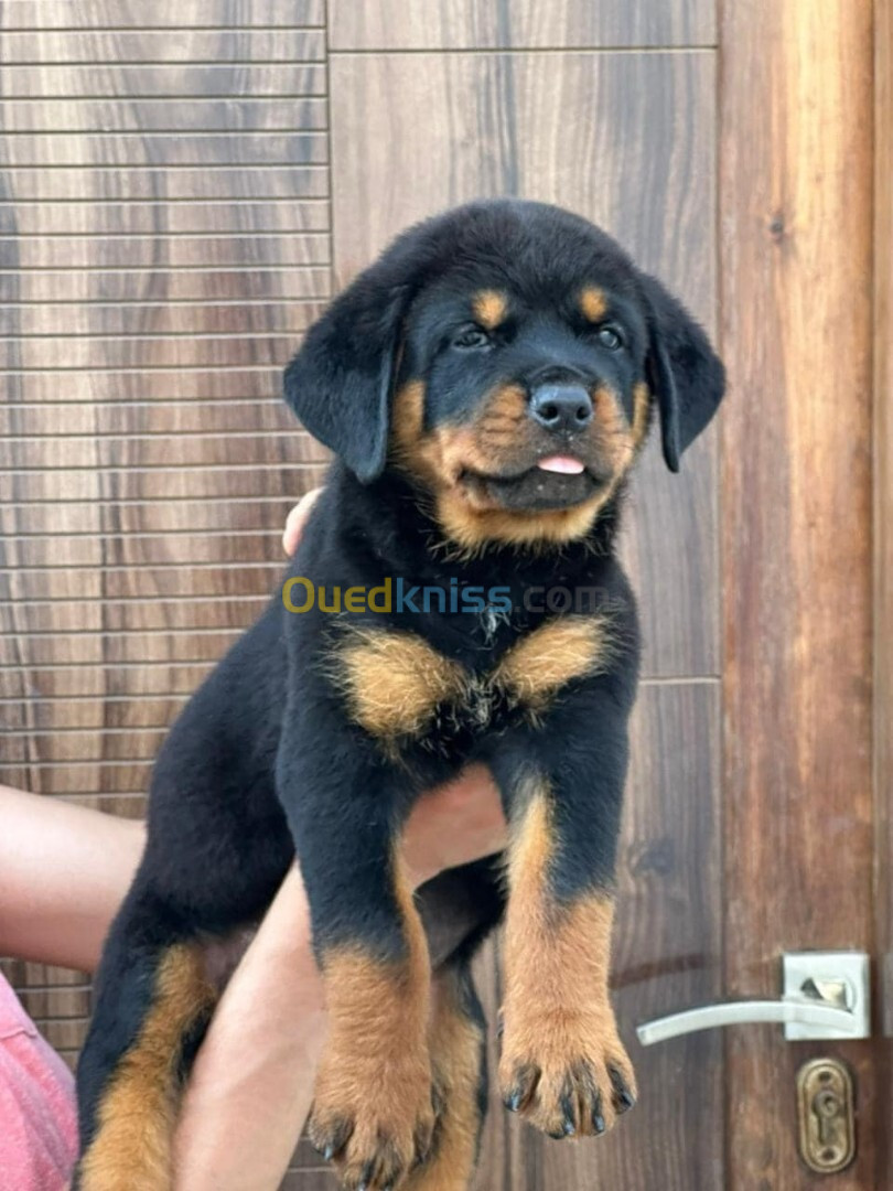 Rottweiler 