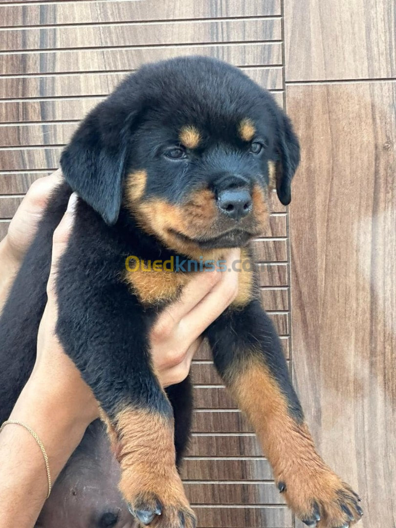 Rottweiler 