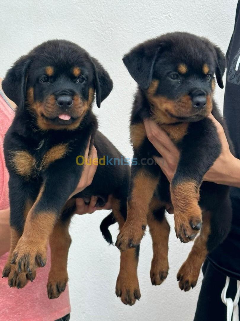 Rottweiler 