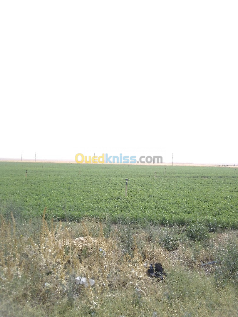 Vente Terrain Agricole Djelfa Ain oussara