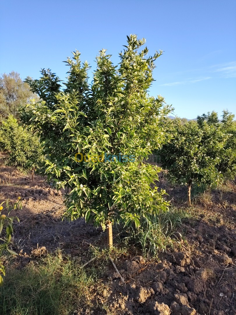 Vente Terrain Agricole Blida Mouzaia