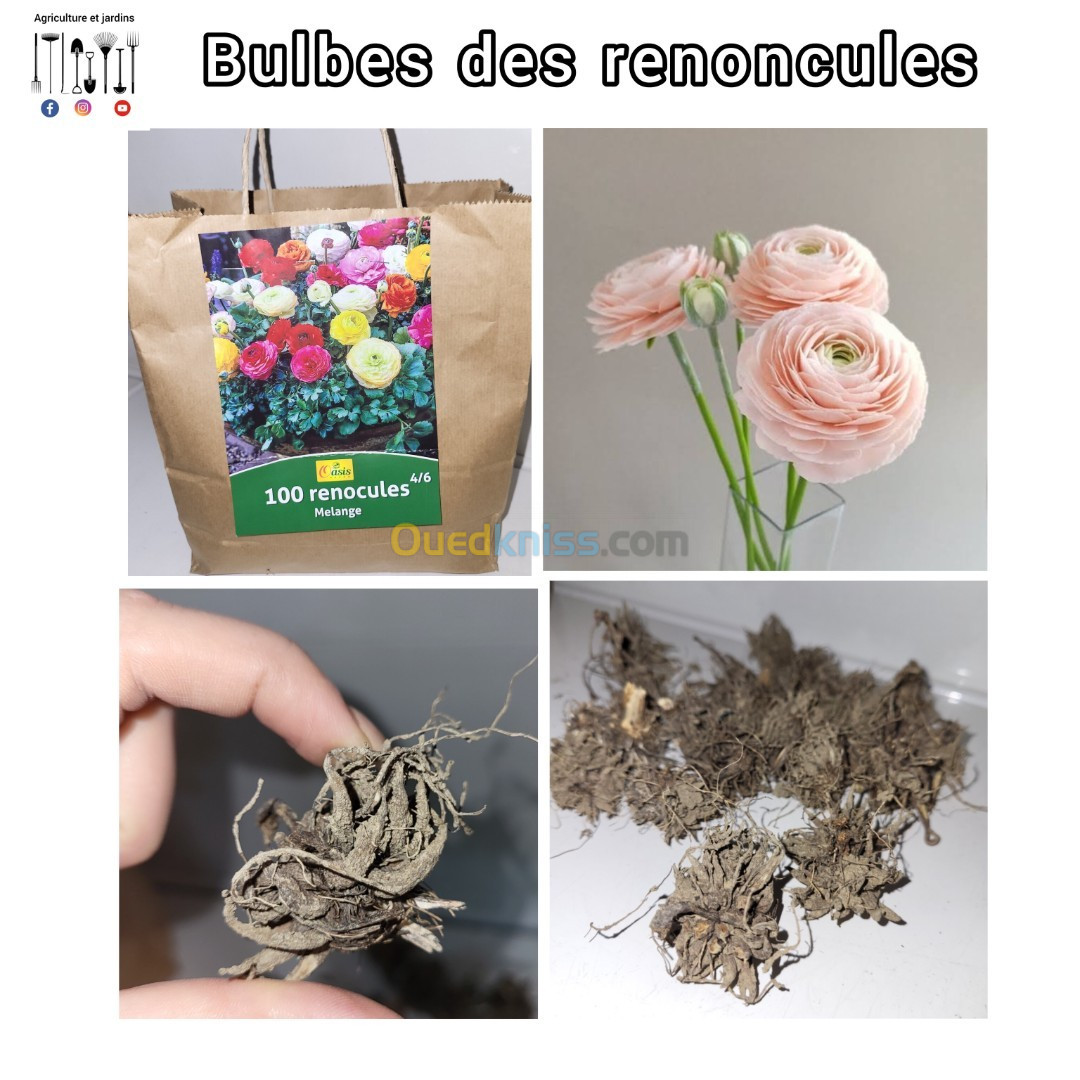 BULBES de tulipes, jacinthes, freesia, iris, allium, cyclamen et renocules