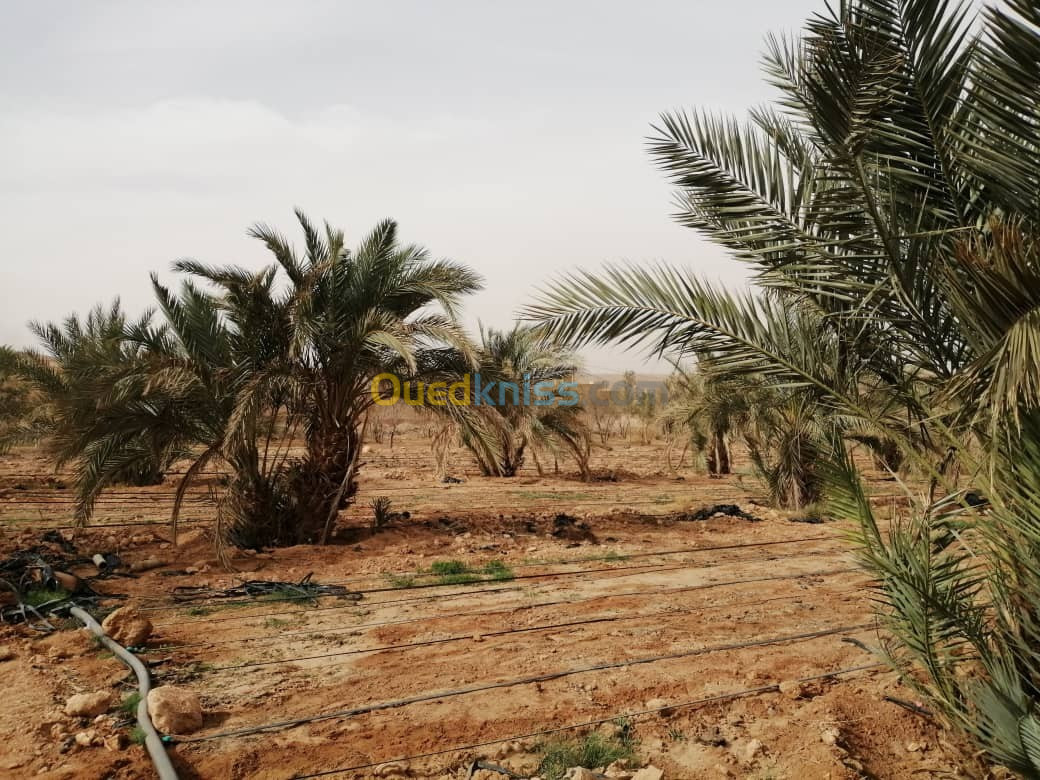 Vente Terrain Agricole Ghardaia El atteuf