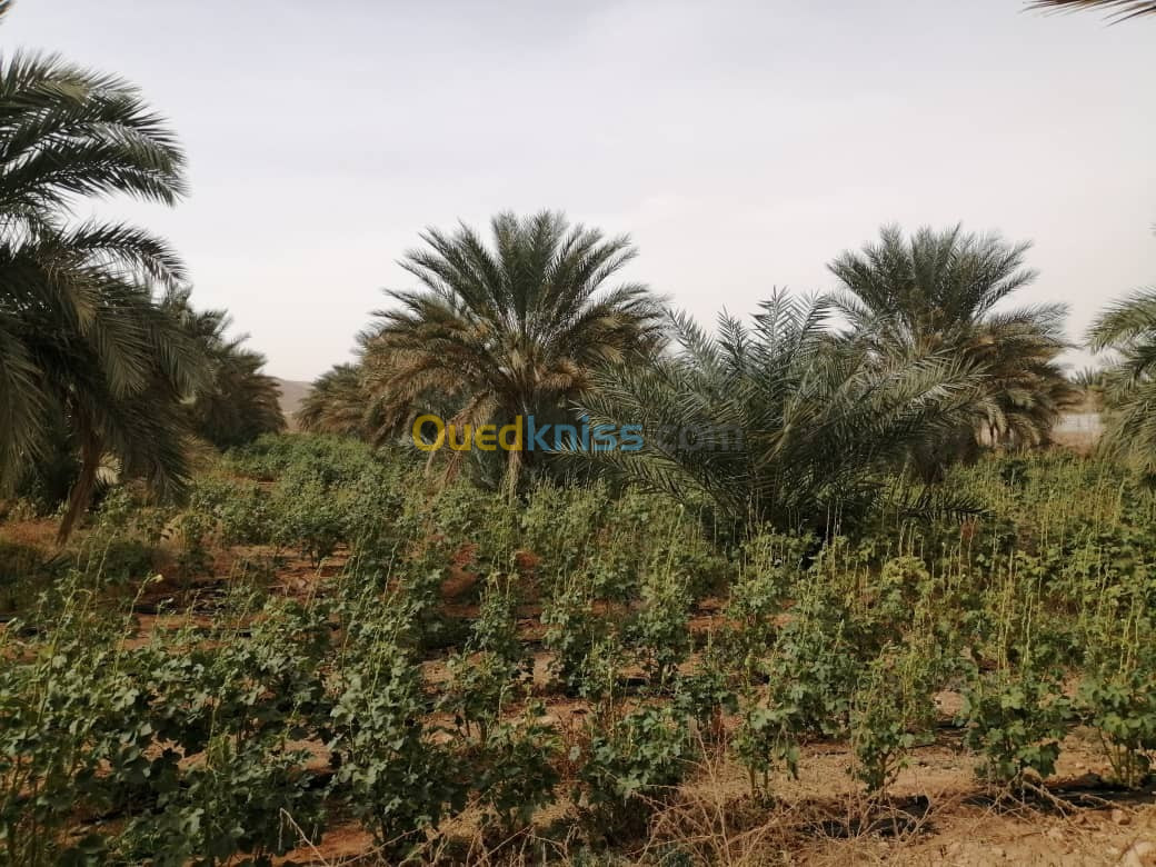 Sell Farmland Ghardaia El atteuf