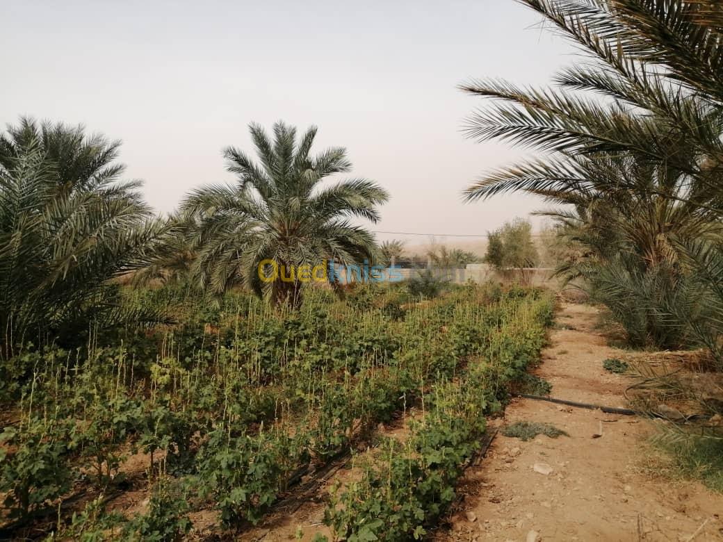 Vente Terrain Agricole Ghardaia El atteuf