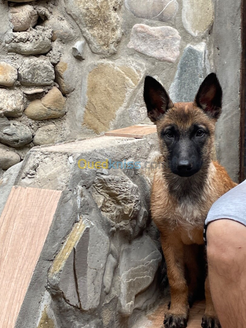 Malinois masque noir la pure race