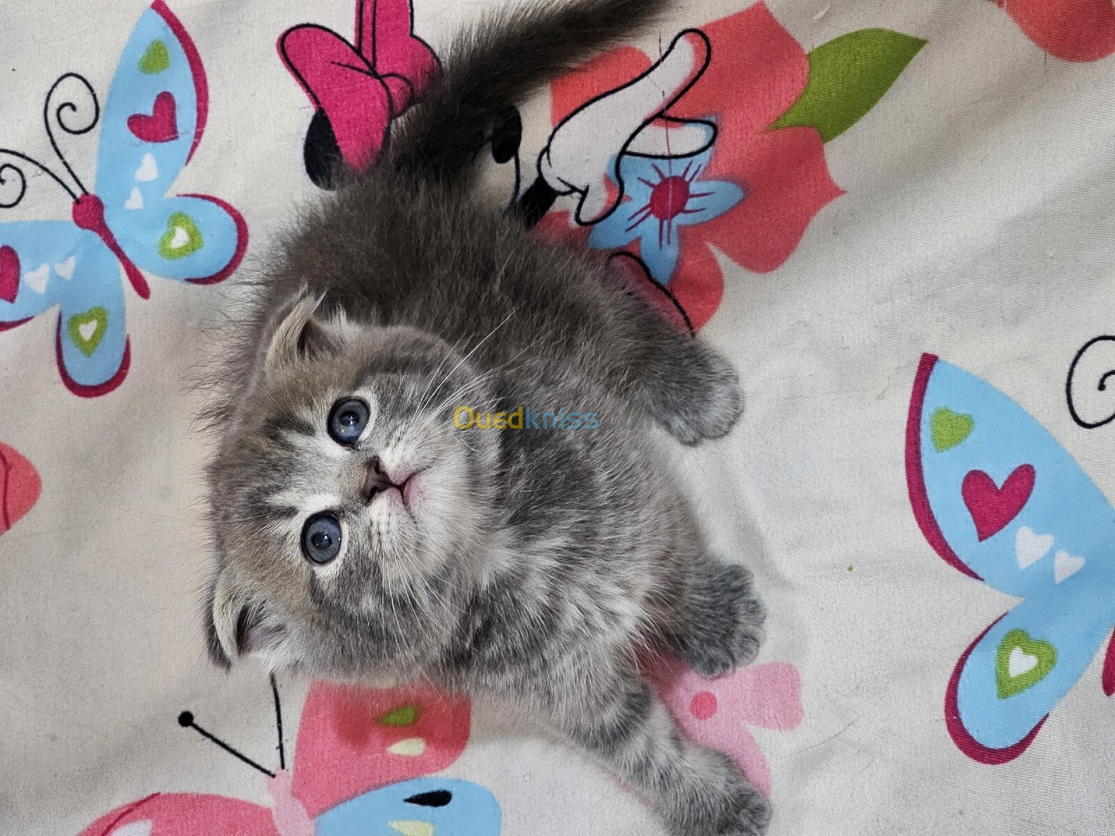 4 chatons british et scottish fold 