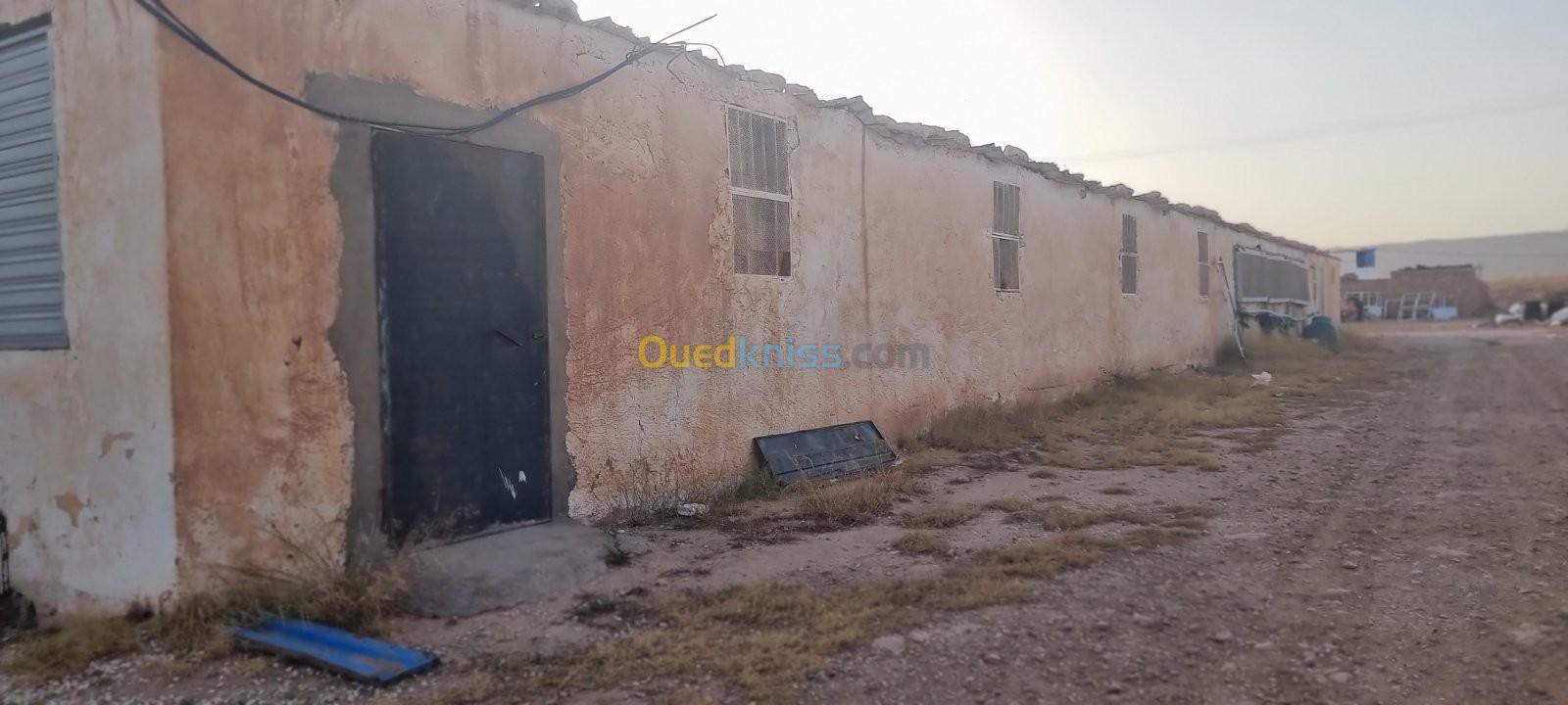 Location Hangar Laghouat Laghouat