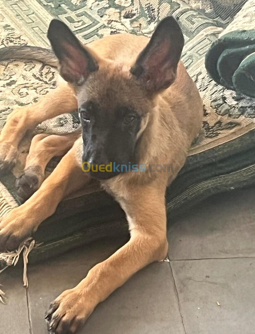 Femelle malinois 2 mois