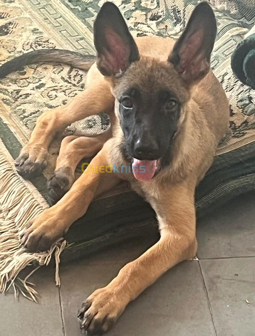 Femelle malinois 2 mois