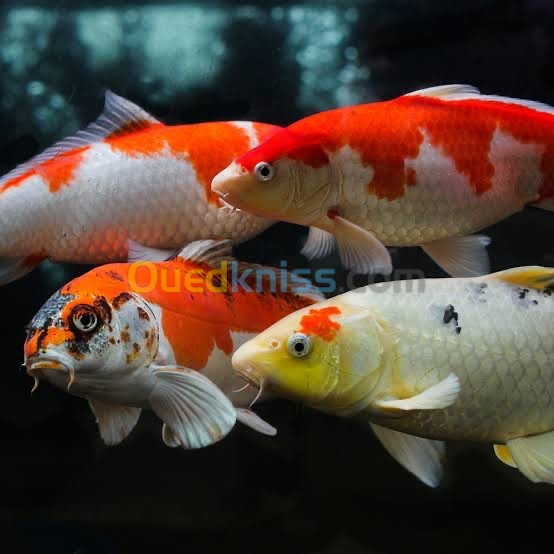 Poisson koi aquarium