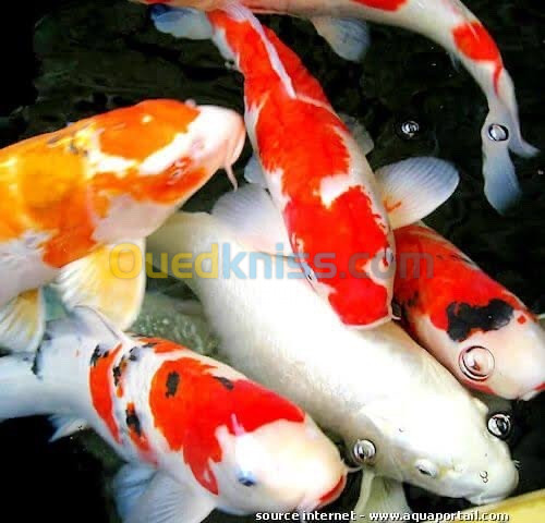 Poisson koi aquarium