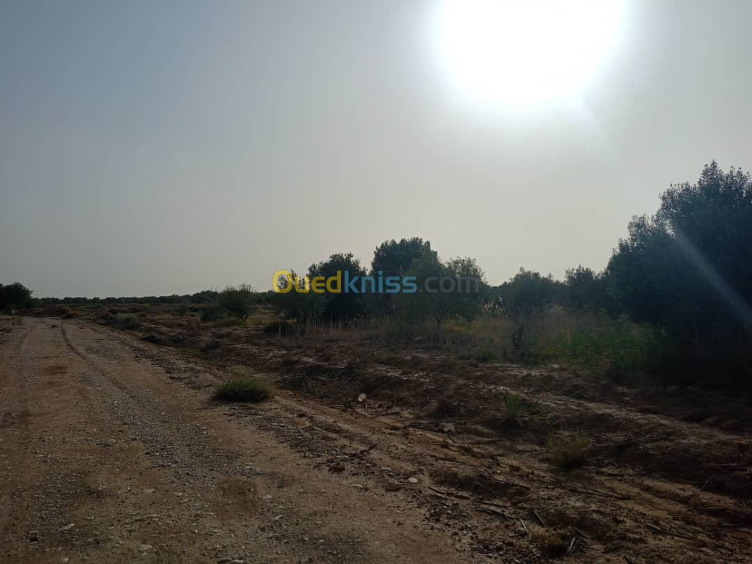 Vente Terrain Agricole Biskra Biskra