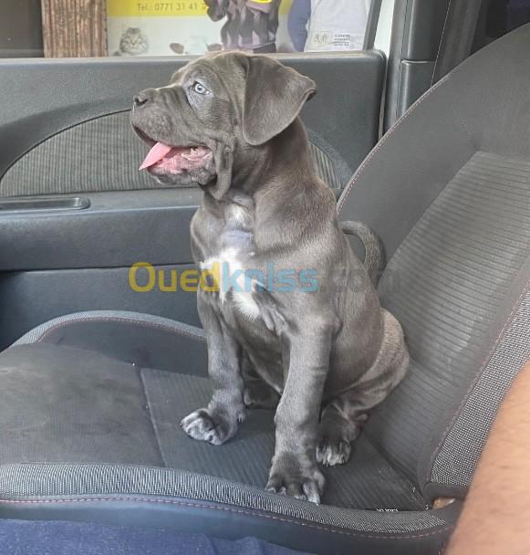 Cane corso bleu 