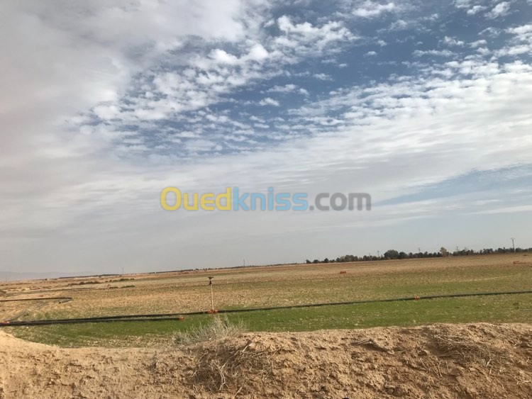 Vente Terrain Agricole Oran Mers El Kébir