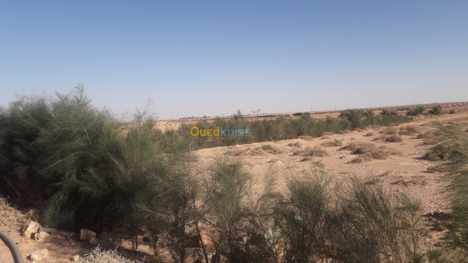 Vente Terrain Agricole Biskra Oumache