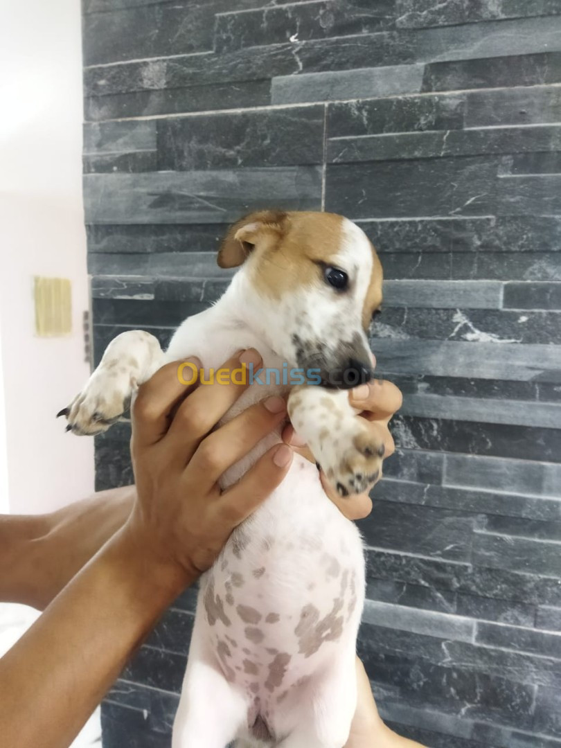 Chien de chasse jack russell terrier 