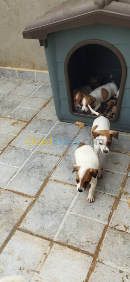 vente de chiots jaque russelle terrier 