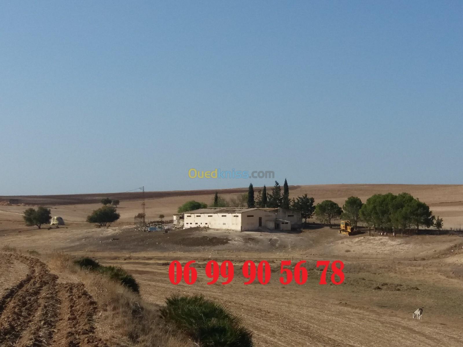 Vente Terrain Agricole Sidi Bel Abbès Sidi lahcene