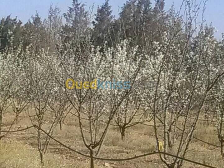 Vente Terrain Agricole Djelfa Benhar