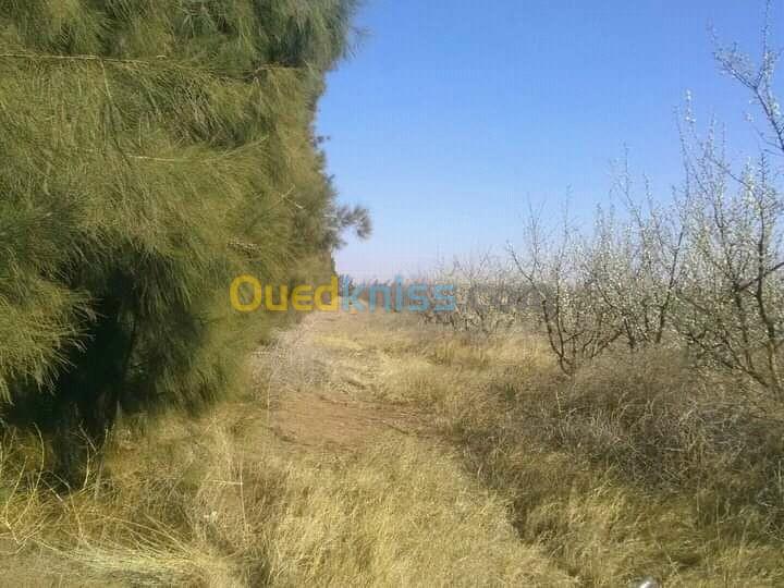 Vente Terrain Agricole Djelfa Benhar