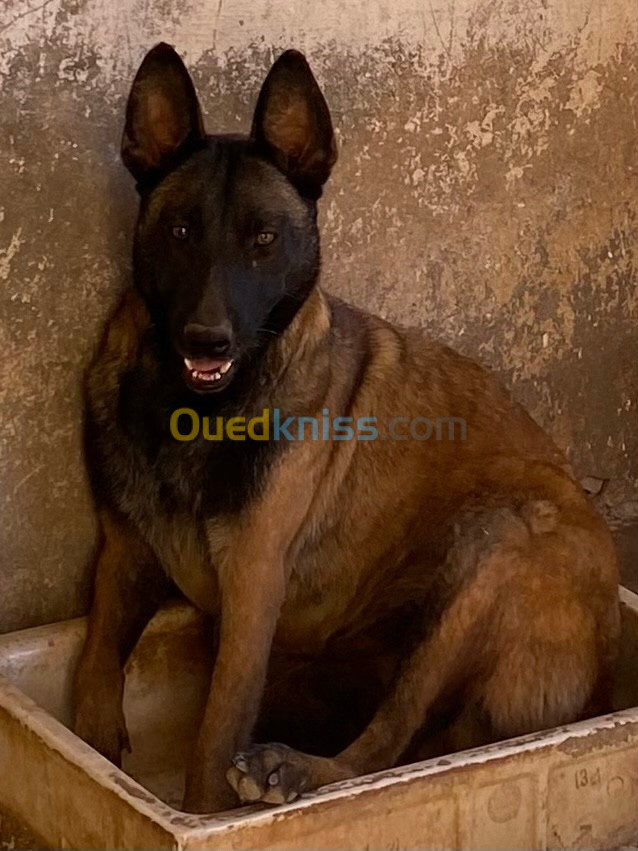 Chien malinois 