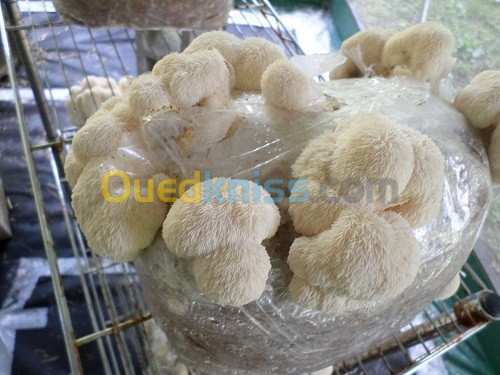 Mycelium بذور الفطر