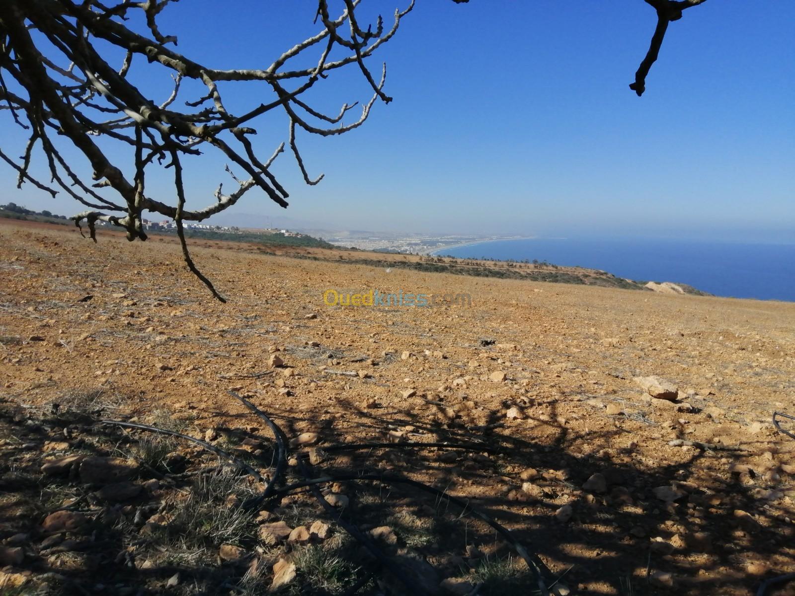 Vente Terrain Tlemcen Marsa ben mhidi