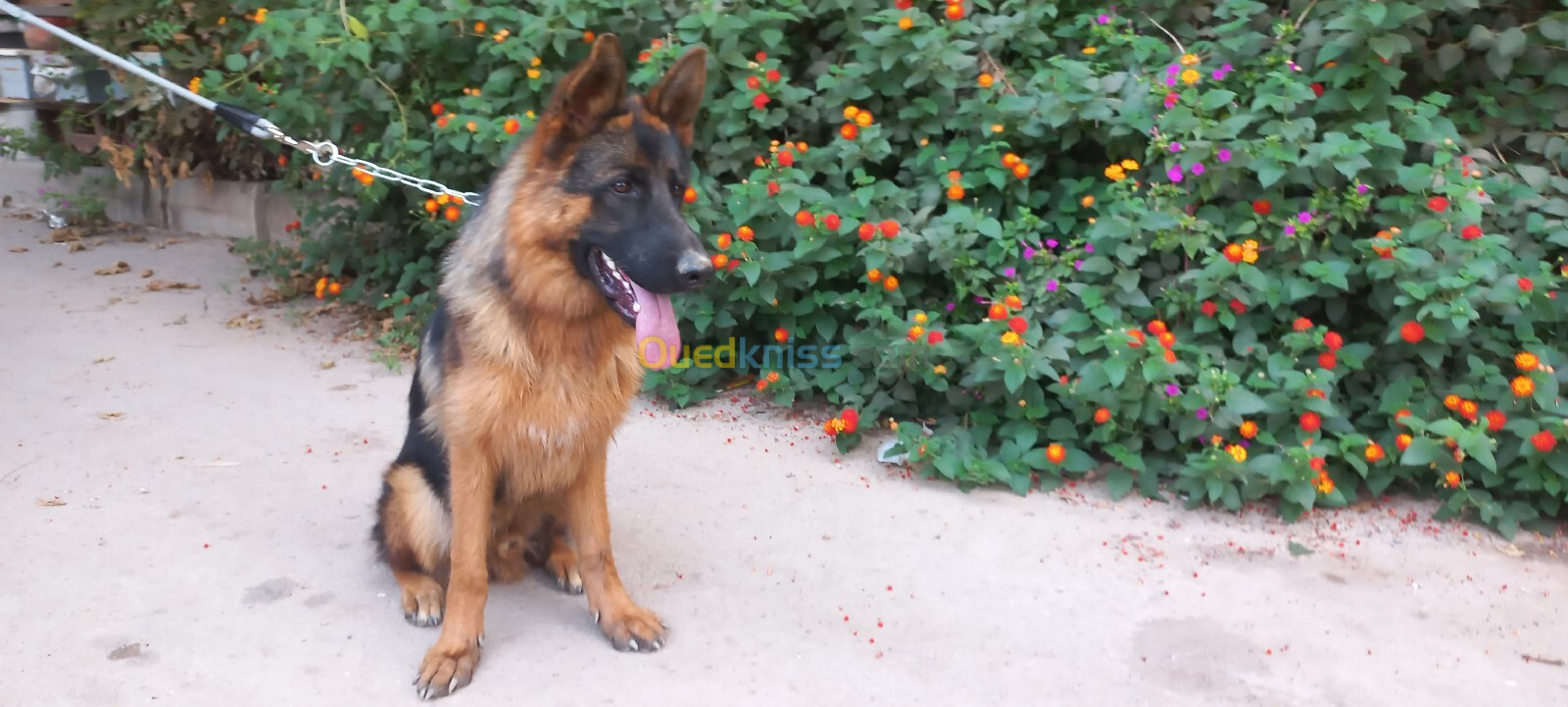 Chien berger allemand pedigree mâle 