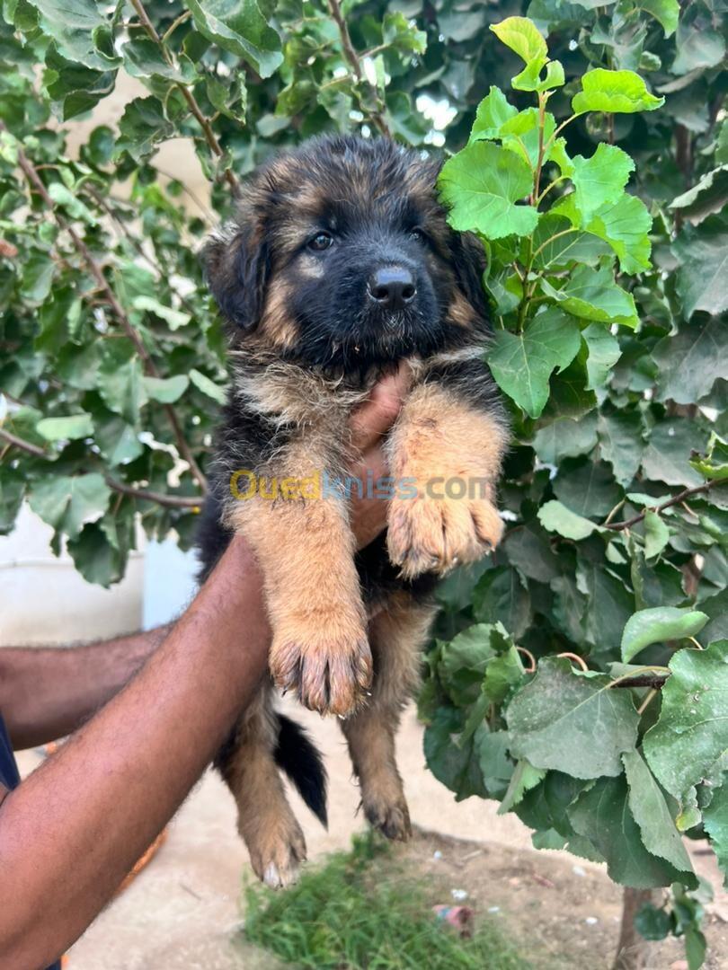 Chiot berger allemand pedigree mâle 