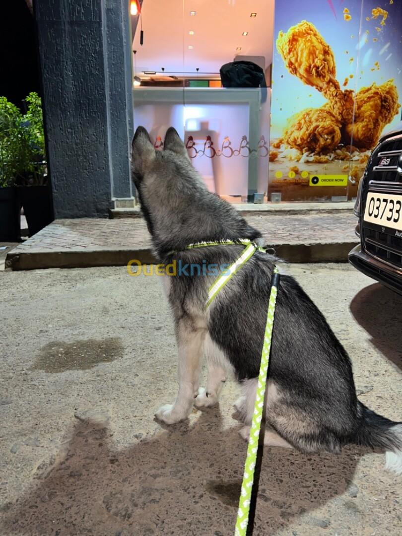 Husky sibérien de race 