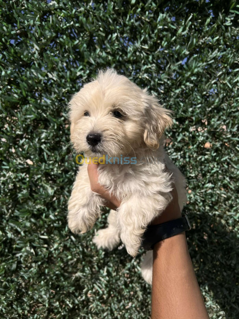 Chiot caniche bichon havanais 