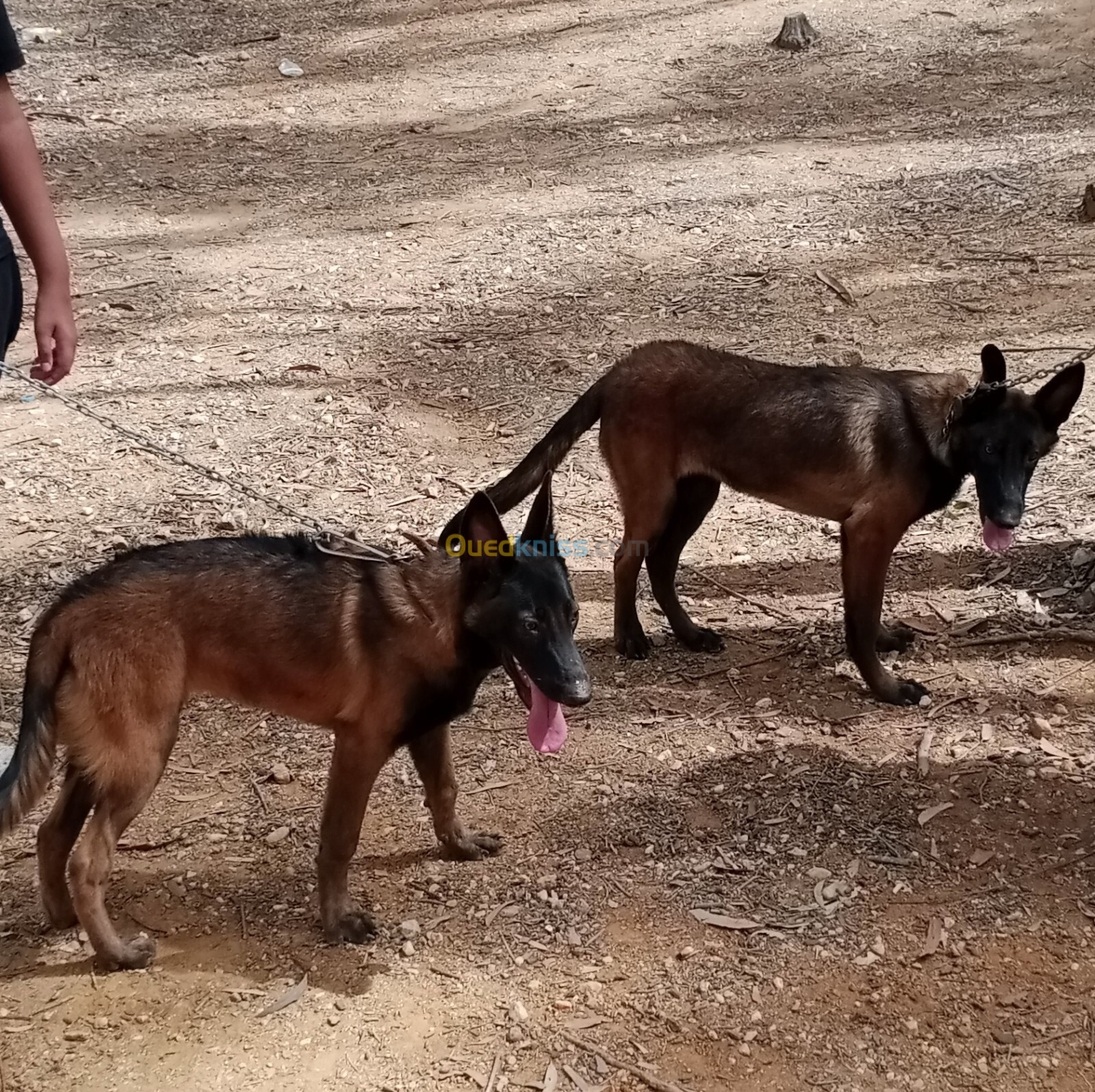 Vend chiots malinois 