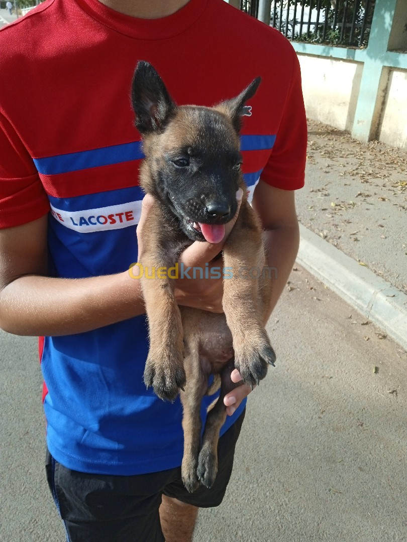 Chien malinois 1.5 mois 