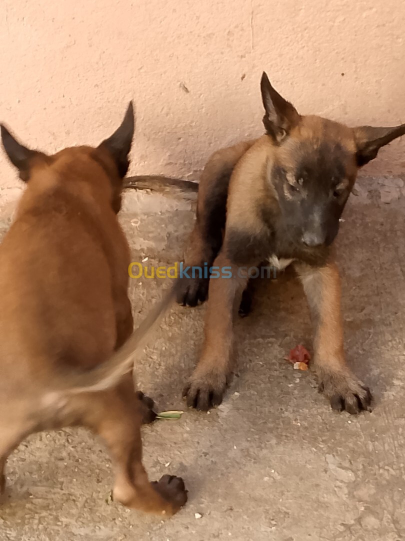 Chiots belge malinois 