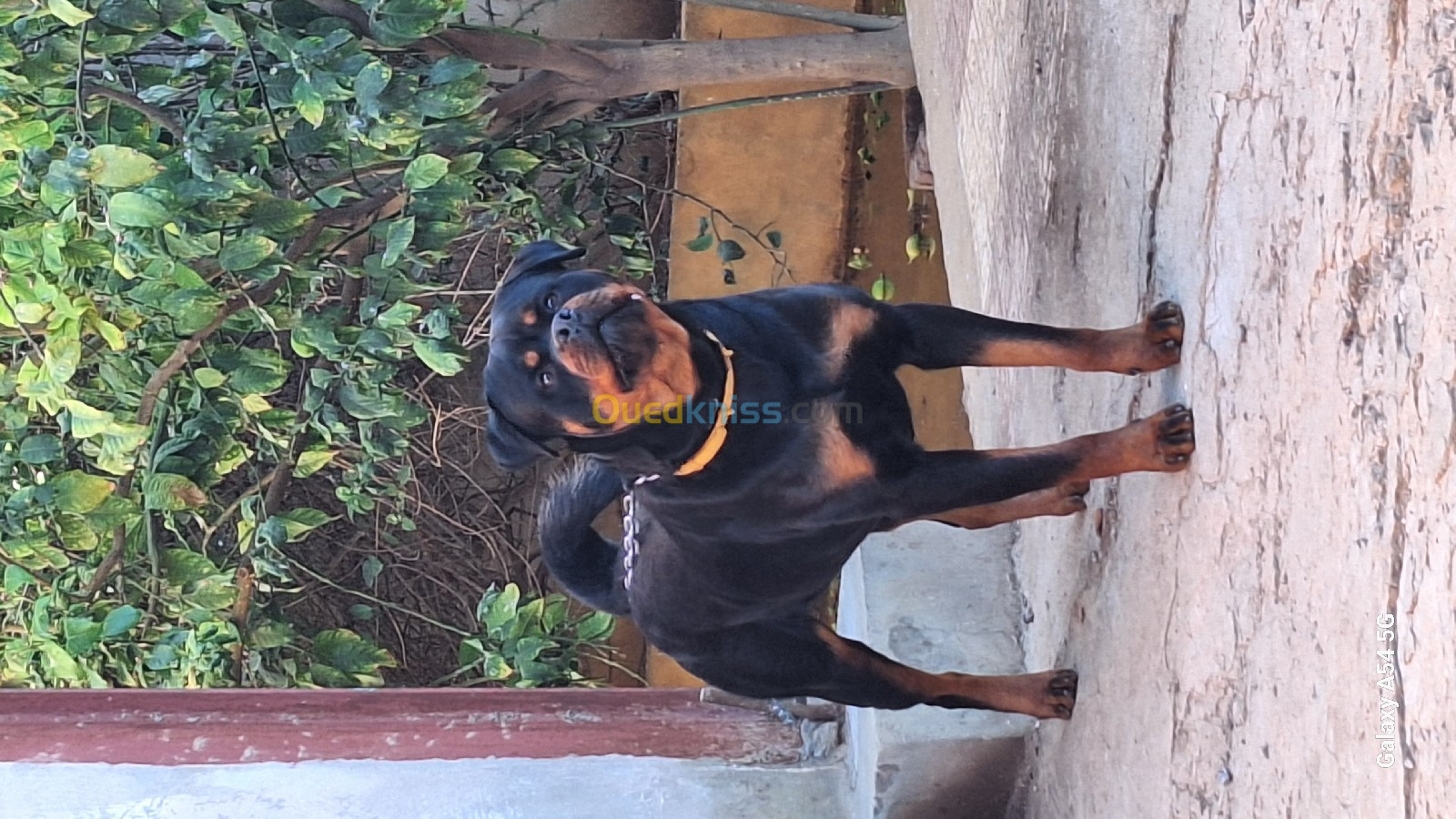 Rottweiler serbie pour accouplement 