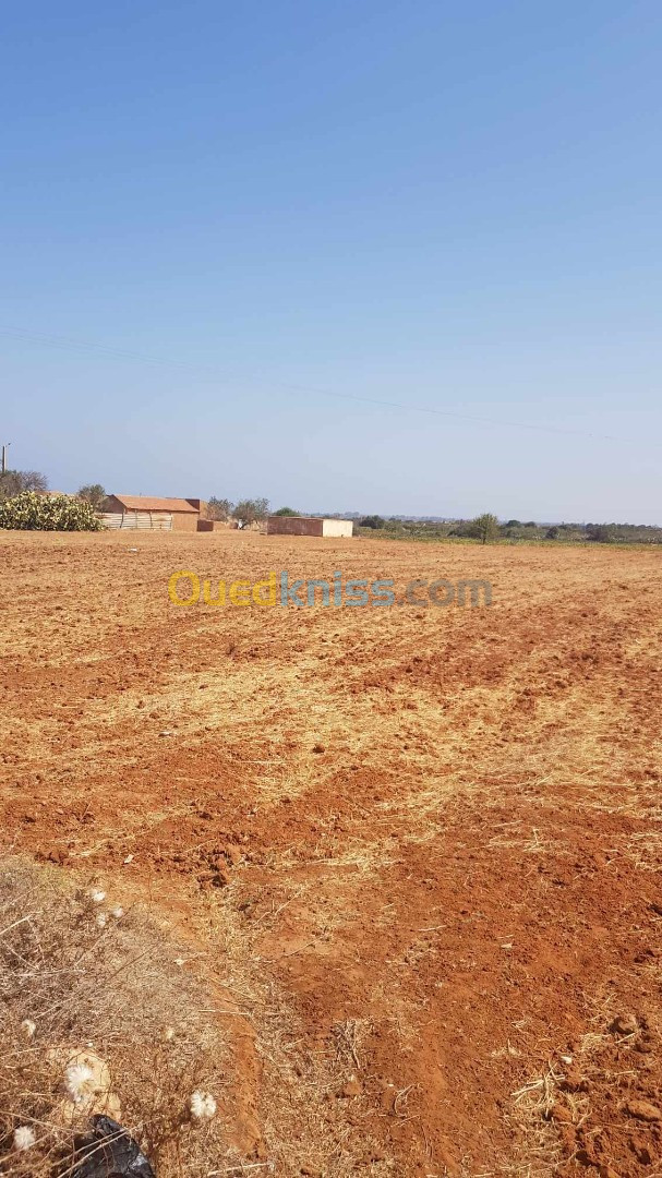 Vente Terrain Mostaganem Sidi lakhdaara