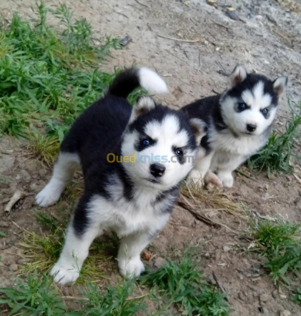 Husky sibérien 