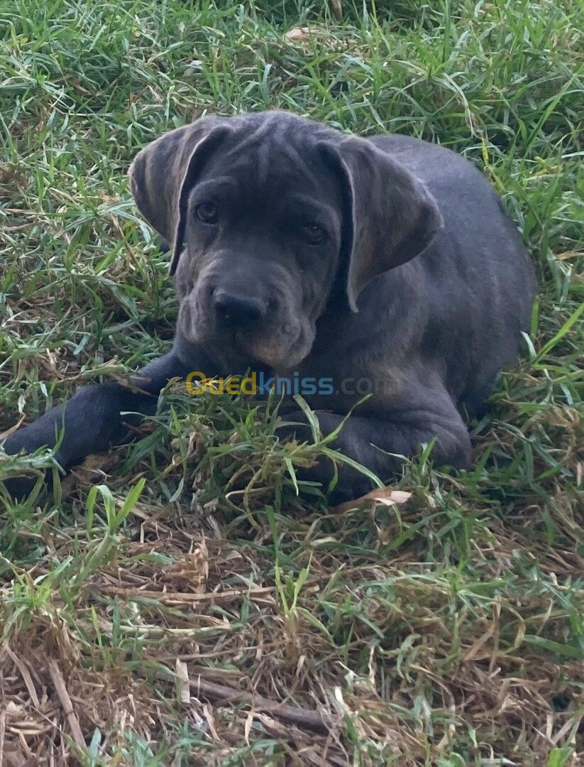 Cane corso