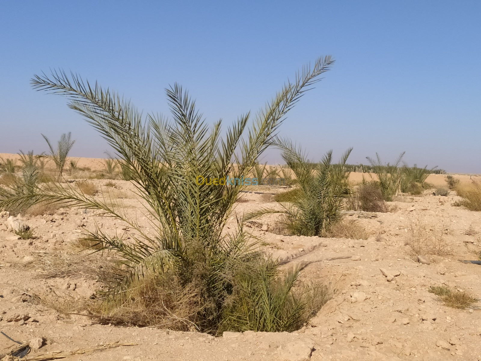 Vente Terrain Agricole Biskra Lioua